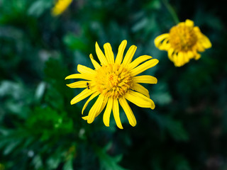 Yellow camphor flowers in bloom