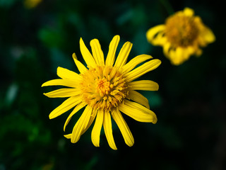 macro yellow camaphor flower