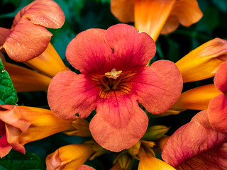 A macro shot of trumpet vine flowers © Hanstography