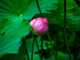 large pink lotus flower in a Japanese wetland