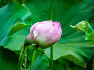 large pink lotus flower buds