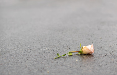 the fallen broken rose lies on the wet asphalt after the rain