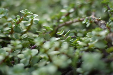 button palm plant closeup