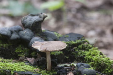Deer Mushroom (Pluteus cervinus)