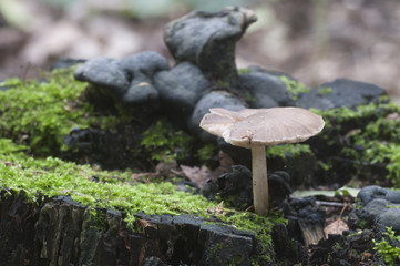 Deer Mushroom (Pluteus cervinus)