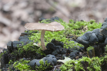 Deer Mushroom (Pluteus cervinus)