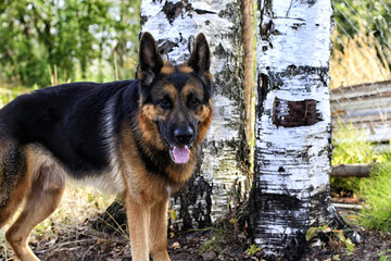 Dog German Shepherd in a forest in autumn