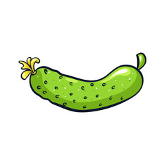 Vector hand drawn illustration of a green cucumber. Coloful cartoon icon. Food art for print, web, mobile and infographics. Isolated on white background element.