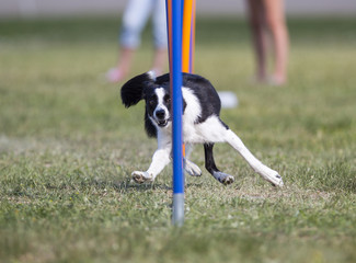 Dog agility in the outdoor track.