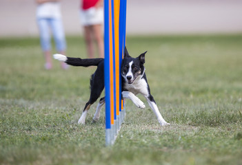 Dog agility in the outdoor track.