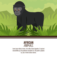 Ape wild african animal cartoon poster with information vector illustration graphic design