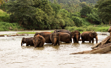 Naklejka na ściany i meble herd of elephants in the river