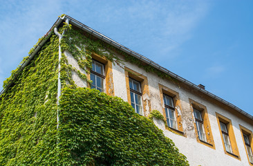 bewachsene Fassade