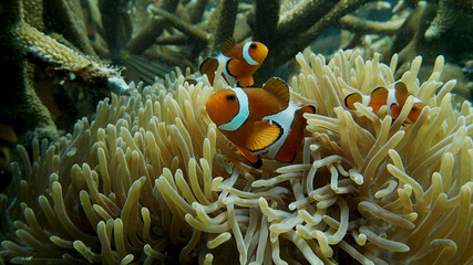 Naklejka na ściany i meble sea anemones that found at coral reef area at Tioman island, Malaysia