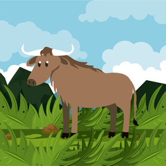 Buffalo wild african animal at savanna vector illustration graphic design