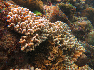 Coral that found at coral reef area at Tioman island, Malaysia