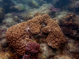 Coral that found at coral reef area at Tioman island, Malaysia