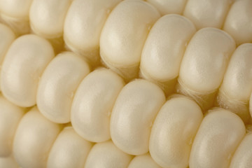 White corn vegatable closeup background