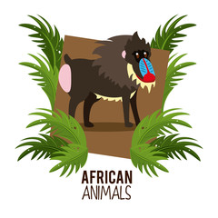 Mandrill wild african animal cartoon vector illustration graphic design