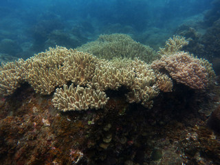 Coral that found at coral reef area at Tioman island, Malaysia