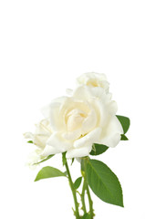 pale color roses on a white background