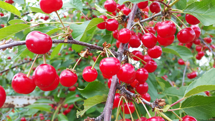 bright red cherries in the garden