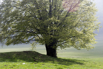 Obraz premium trees in spring on 