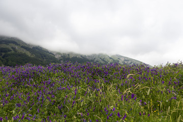 Obraz premium field of purple flowers with mountain and fog