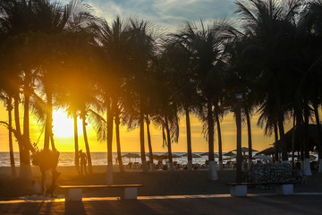 palmas al atardecer