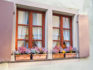 Window with opened sun blinds and blossoming flowers in flowerpots in front of glass

