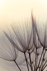 Dandelion abstract background. Shallow depth of field. Spring background