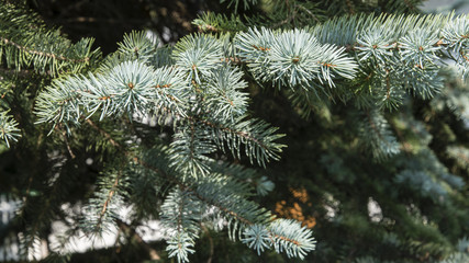 Naklejka na ściany i meble Silver ornamental spruce in detail on a needle.