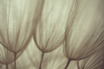 Dandelion abstract background. Shallow depth of field. Spring background