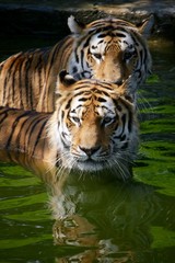 Fototapeta na wymiar Due tigri in acqua