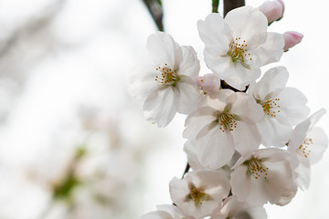 Fototapeta premium turn white sakura full bloom