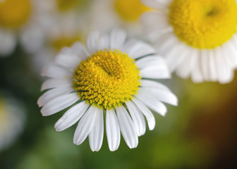 blooming daisies closeup on the background of blurred background with summer sunlight