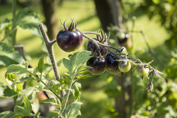 Black tomatoes on a plant outside.