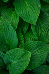 Wide tropical leaves. Background, texture. Place for text