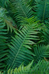 Leaves of the fern. Garden flowerbed. Forest plant. Background, texture. Place for text