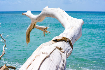 Dried branches on the Cocoa beach martinique.