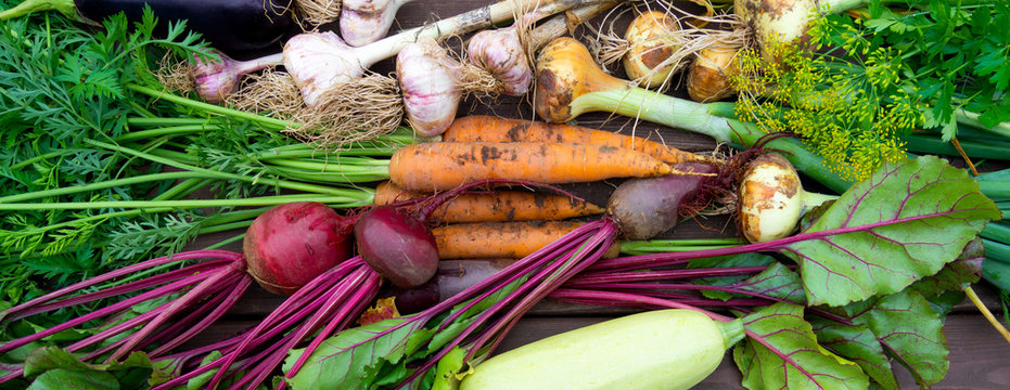 Fototapeta Harvest of Fresh organic vegetables