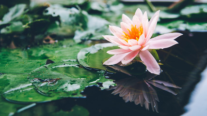 beautiful lotus flower is complimented by the rich colors of the deep blue water surface.Nature...