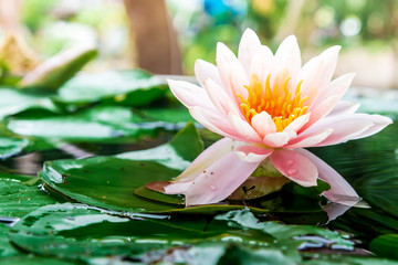 beautiful lotus flower is complimented by the rich colors of the deep blue water surface.Nature...