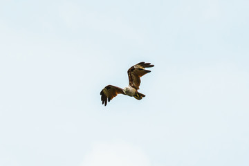 Sea Eagle on sky clouds Beautiful Tropical Beach blue ocean background