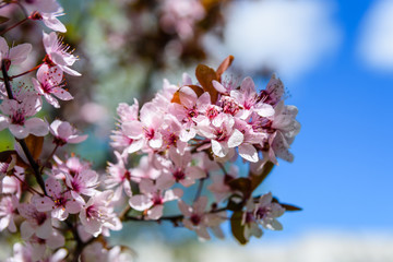 Branches of the blossoming paradise apple tree