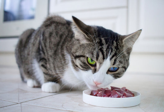 Pet cat with multicolored  eyes eats meal from feeding bowl