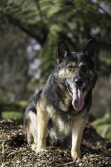Animal Portrait - German Shepherd 