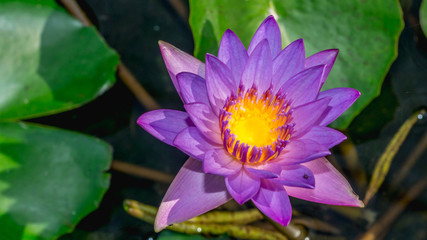 purple waterlily flower with green leaves as the background