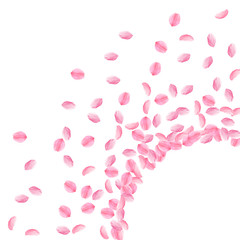 Sakura petals falling down. Romantic pink bright medium flowers. Thick flying cherry petals. Radiant