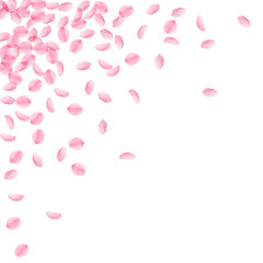 Sakura petals falling down. Romantic pink silky medium flowers. Thick flying cherry petals. Scattere